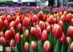 Tulipa Markant (2)